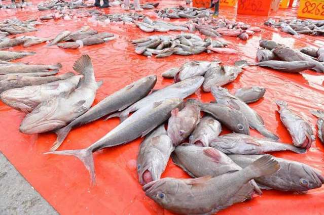 أكثر من 100 طن من الأسماك تغذي أسوق الشرقية يومياً