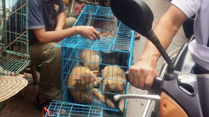 China to Cross Dogs Off Livestock List Amid Coronavirus Pandemic