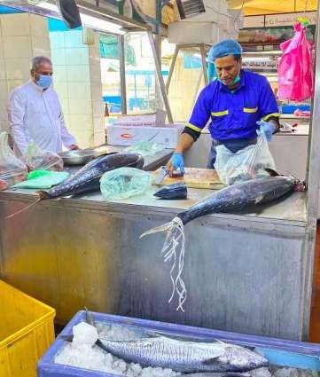 سوق السمك المركزي بمحافظة جدة يشهد وفرة في المخزون الغذائي وتنوعاً في الأصناف واستقراراً في الأسعار