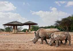 Al Ain Zoo celebrates 'Save Rhino Day’ with global efforts to protect it from extinction