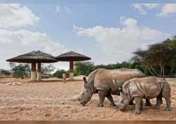 حديقة الحيوانات بالعين تحتفل باليوم العالمي لحماية وحيد القرن وسط جهود عالمية لإكثاره وحفظه من الانقراض