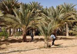 فحص أكثر من 39 ألف نخلة ضمن برنامج سوسة النخيل بمزارع منطقة الجوف