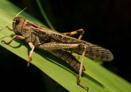 Locusts reach Southern Punjab, damage crops