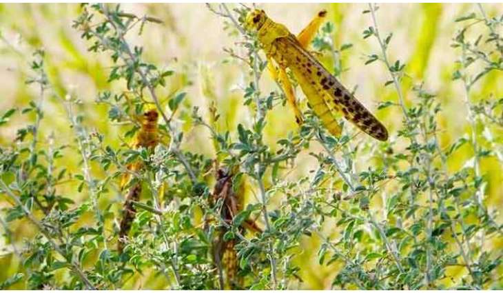 Locust attacks on crops intensifies
