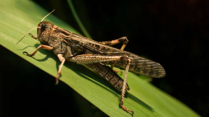 Locusts reach Southern Punjab, damage crops