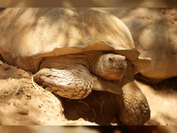 Al Ain Zoo celebrates World Turtle Day