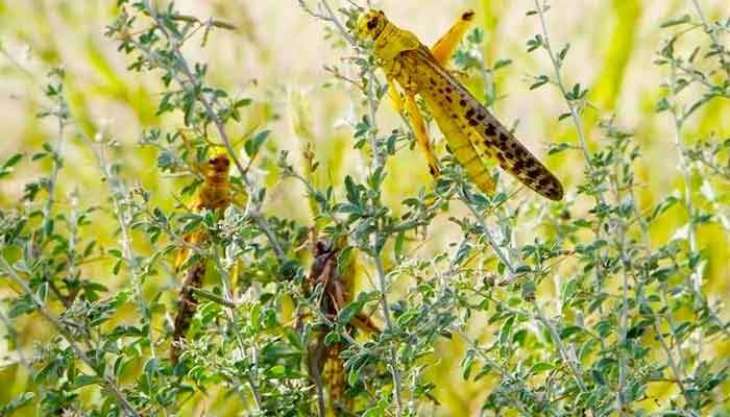Locust attacks on crops intensifies