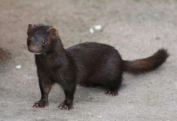 COVID-19 Found at 3 More Mink Farms in Southern Netherlands - Reports