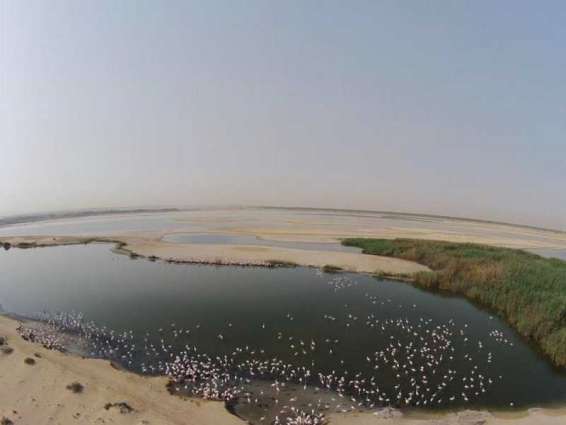 UAE to celebrate ‘World Environment Day’