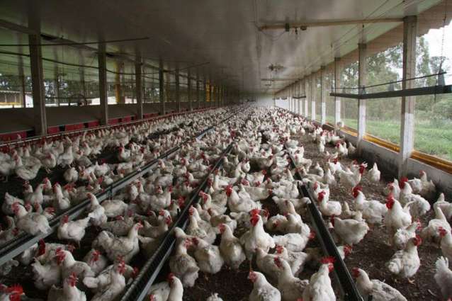 UVAS rejects coronavirus in poultry and livestock