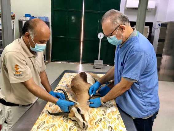 Al Ain Zoo provides veterinary care to more than 4,000 animals