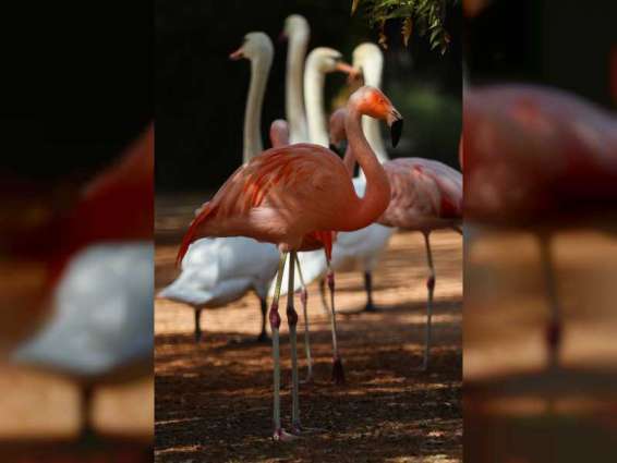 Al Ain Zoo celebrates International Flamingo Day