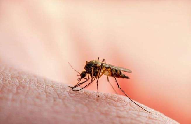 Florida Authorities Register Increased Number of West Nile Virus Cases in Miami - Reports