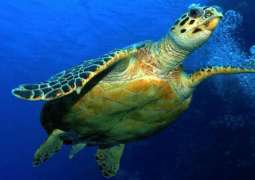 "بيئة أبوظبي" تطلق أكبر مركز لإعادة تأهيل السلاحف البحرية في المنطقة