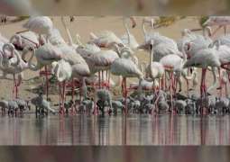 Record 876 flamingo chicks born during 2020 breeding season at Al Wathba Wetland Reserve
