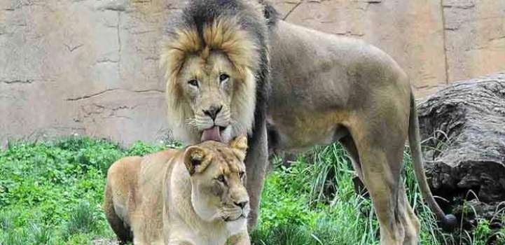 Male lion dies after death of lioness in Islamabad Zoo