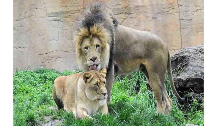 Male lion dies after death of lioness in Islamabad Zoo