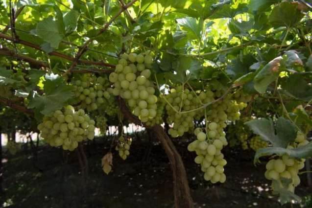 بساتين العنب بنجران تنتج أكثر من 3 آلاف طن سنوياً
