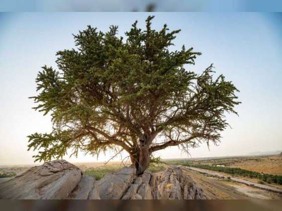 100-year old Al-Sarh tree discovered in Abu Dhabi