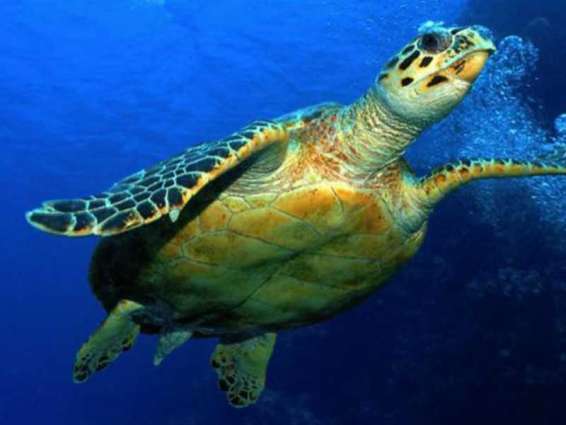 "بيئة أبوظبي" تطلق أكبر مركز لإعادة تأهيل السلاحف البحرية في المنطقة