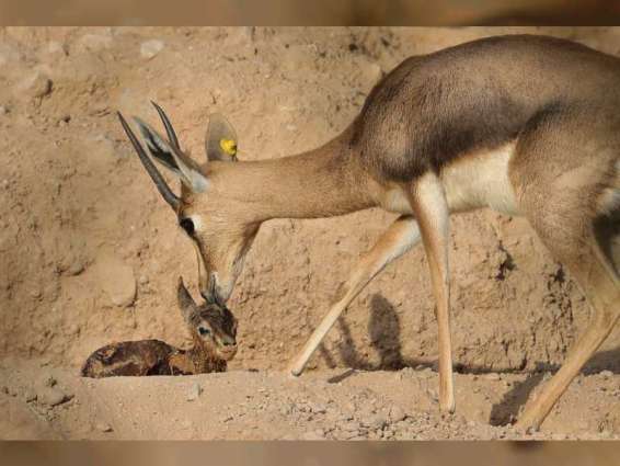 Al Ain Zoo records over 411 animal births since beginning of 2020