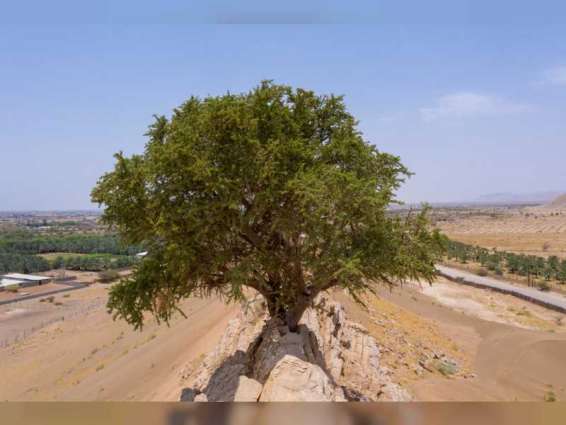 حمدان بن زايد يوجه بإكثار شجرة "السرح" المحلية المعمرة