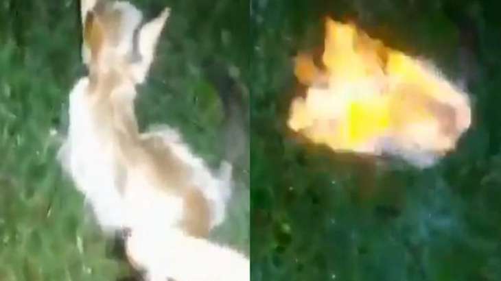 شاھد : شخص عدیم الرحمة یشعل النار في قطة صغیرة