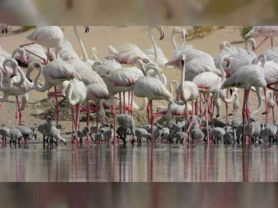 Record 876 flamingo chicks born during 2020 breeding season at Al Wathba Wetland Reserve