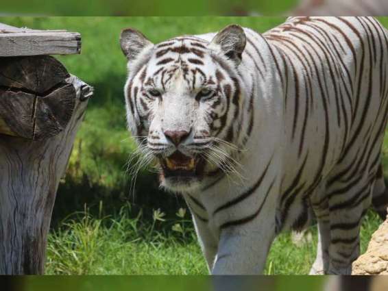 Al Ain Zoo protects white Bengal tiger