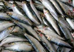 Sri Lanka Plans to Discuss Fish Exports With Russia's Agriculture Ministry - Ambassador