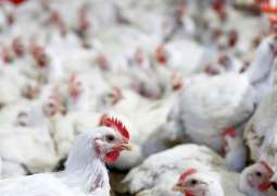 Philippines Bans Poultry Imports From Brazil After Finding COVID-19 Samples - Reports