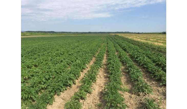 Protesting Moldovan Farmers Ask IMF to Let Gov't Lend Them Compensation for Crop Loss