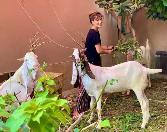 Mehwish Hayat mises her sacrificial animals