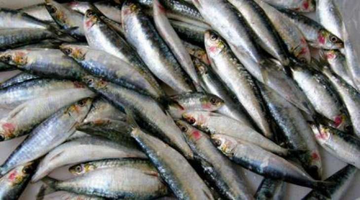 Sri Lanka Plans to Discuss Fish Exports With Russia's Agriculture Ministry - Ambassador