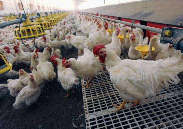 Russian Agricultural Watchdog Bans Import of Live Poultry From Australia Due to Avian Flu