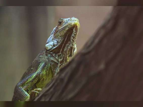 Al Ain Zoo offers specialised care to lizards population