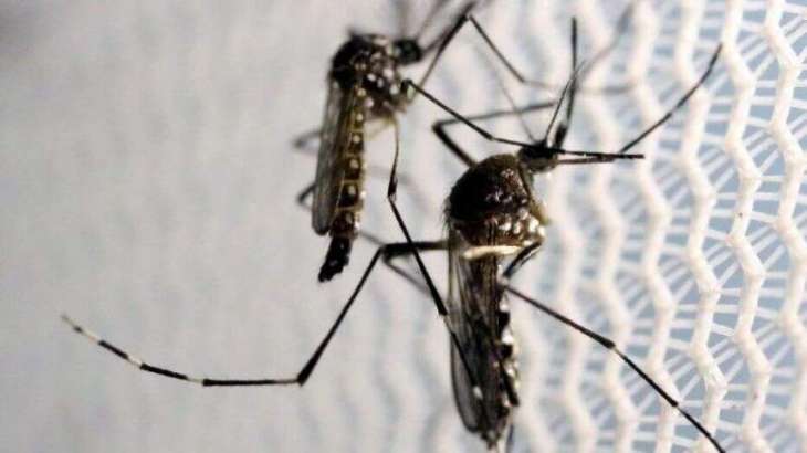 Nonprofits Alarmed at Planned Release of 750Mln Genetically Modified Mosquitoes in Florida