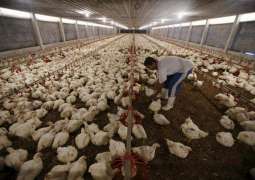 Nearly 21,000 Chickens Die of Suffocation in Fire in Central France - Reports