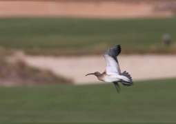 A world first for Abu Dhabi as ultra-rare bird stops over