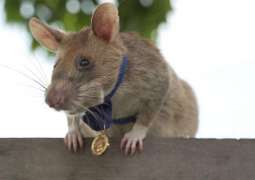 UK Charity Awards 'Hero Rat' Medal for Mine Clearing Operations in Cambodia