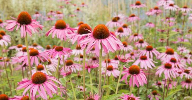 Echinacea Preparation Can Potentially Be Effective Prophylaxis Against COVID-19 - Study