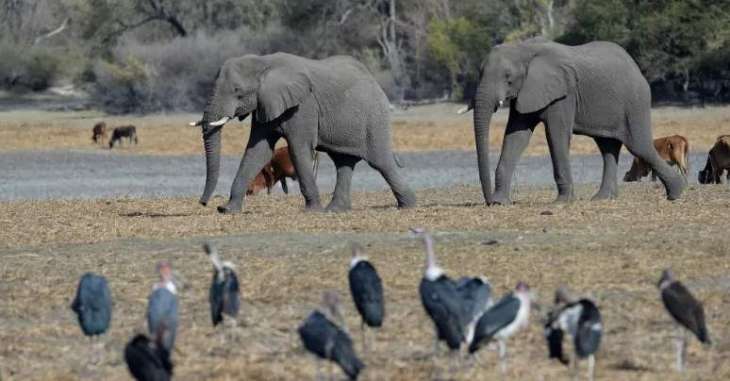 Botswana Says Mysterious Elephant Deaths Caused by Cyanobacteria