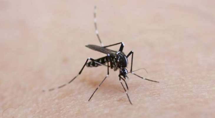 Dutch Woman Contacts Dengue Fever in Southern France - Reports