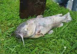 Dead Catfish Found in Russia's Volgograd Likely Unprepared for Life in the Wild - Official