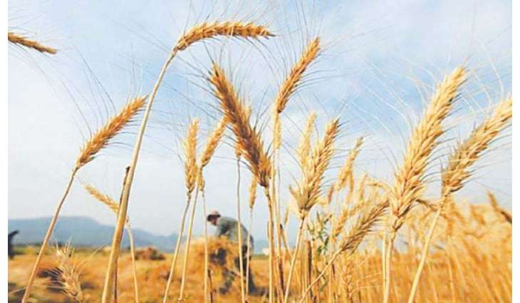 Wheat price touches historic high as 40kg is available against Rs 2400