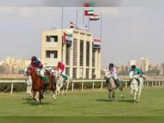 الاسكندرية تستضيف غدا الجولة التاسعة من كأس رئيس الدولة للخيول العربية 