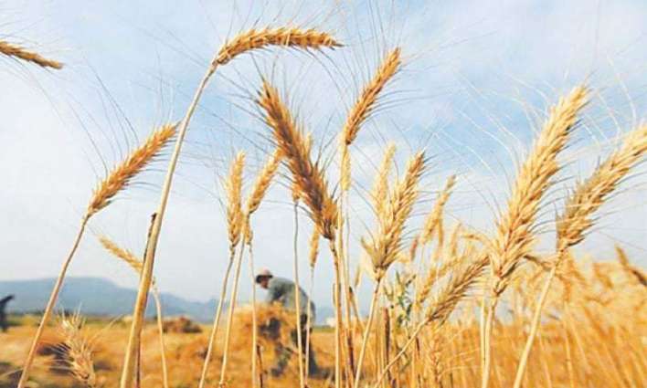 Wheat price touches historic high as 40kg is available against Rs 2400