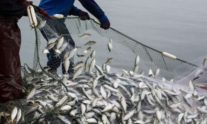 World Ocean Might Be Depleted of Seafood by 2030, Faster Than Initially Expected - Parley