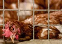 Bird Flu Outbreak in Germany Spreads to Farm - Local Authorities