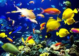 Annual production of fish farms in Dibba Fujairah totals 2,000 tonnes